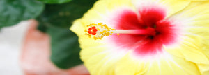 Native Hawaiian Flowers