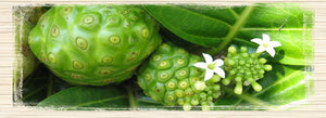 Hawaiian Healing - The Noni Plant