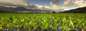 Native Hawaiian Sustainability