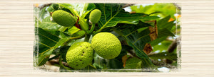 The Gift of Ku: Story of ʻUlu (Hawaiian Breadfruit)