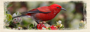 Native Hawaiian Birds