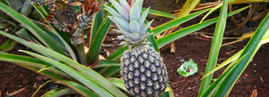 The Dole Plantation