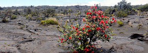 Legend of ‘Ōhi‘a Lehua