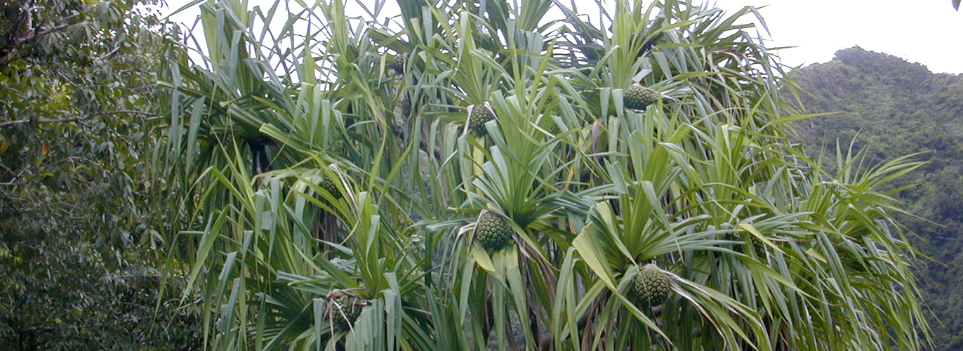 Native Hawaiian Plants