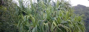 Native Hawaiian Plants